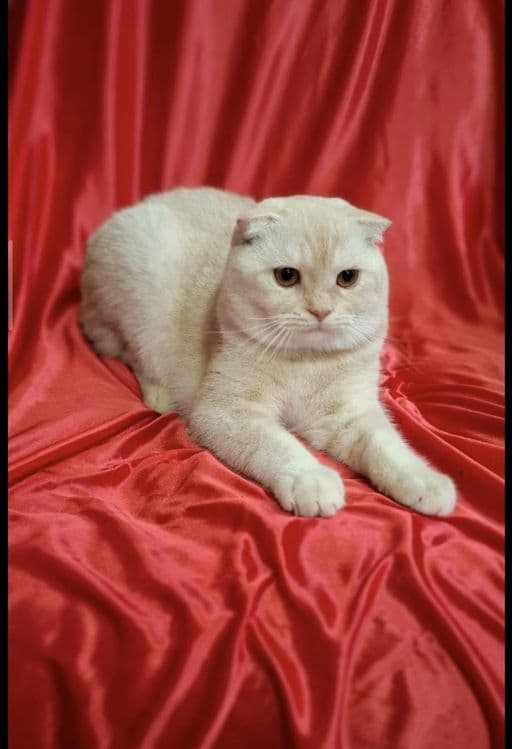 Срочно! Шотландский скоттиш фолд — 1