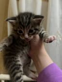 Продается Котята