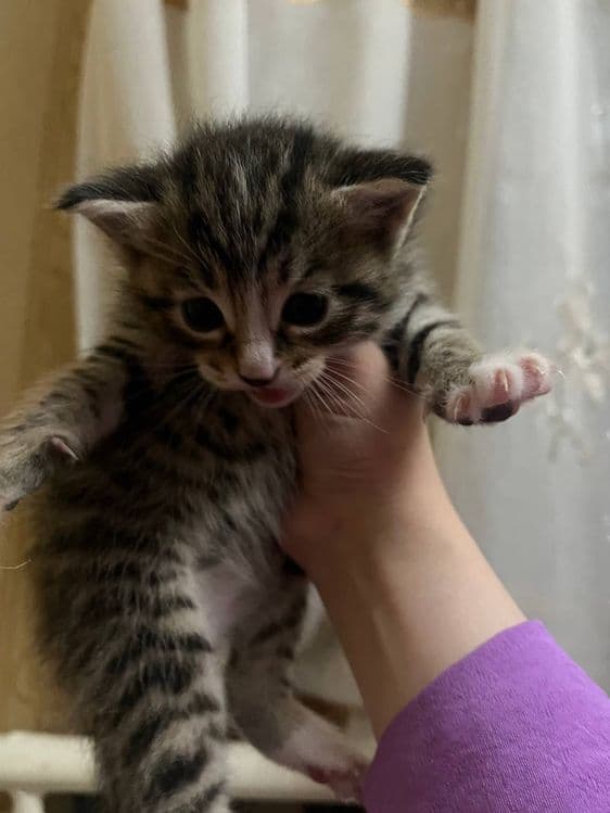 Продается Котята — 1