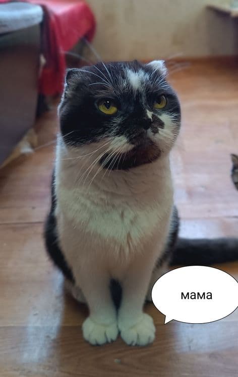 Продаются котята — 1