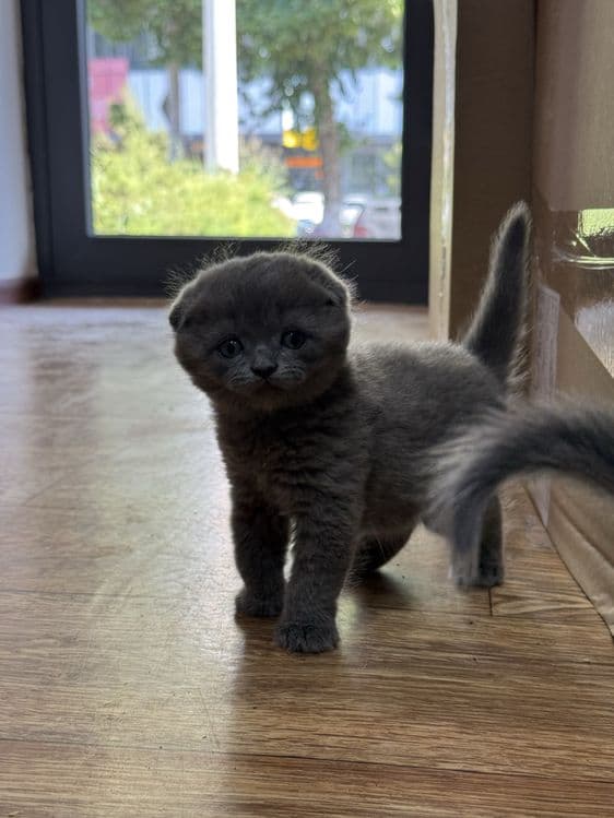 Mushuk scottish fold — 1