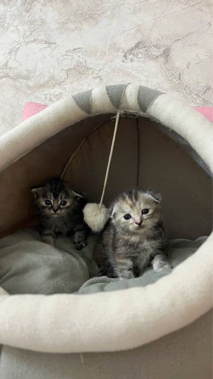 скотиш фолд мушуги — 1