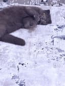 Scottish Fold mushuk sotiladi (qiz bola, 1 yosh)