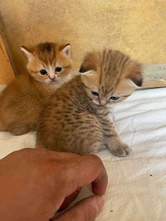 Mushuklar sotiladi — 1