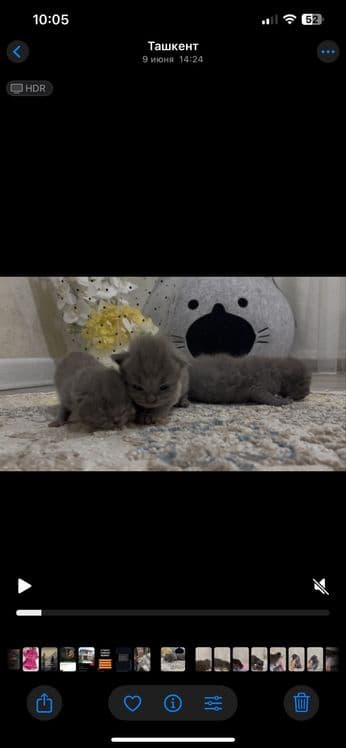 Шотландская вислоухая кошка — 1