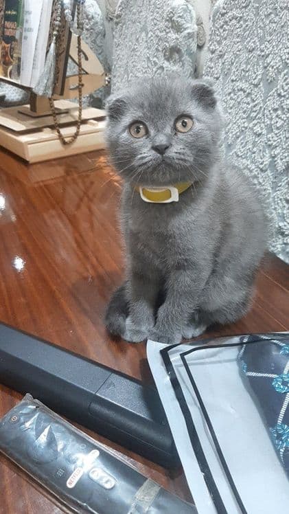 Скоттиш фолд мушук — 1