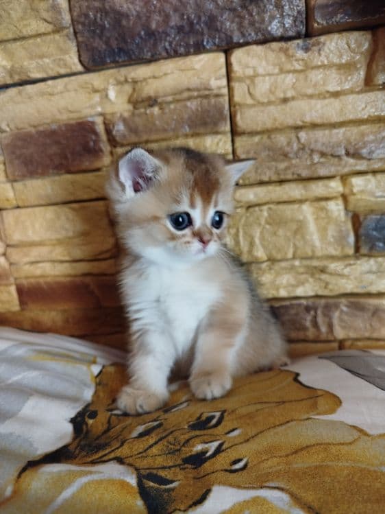 Мальчик скотиш страйт 13.04.26г — 1