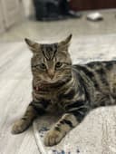 Бенгальская кошка
