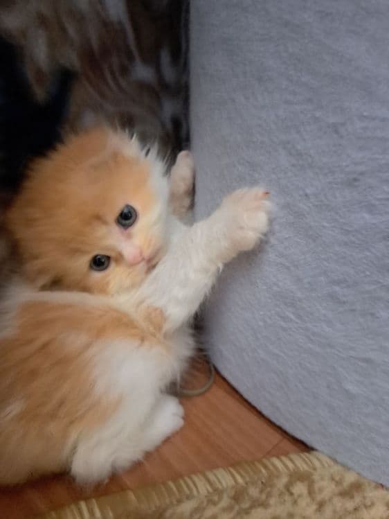 продаются котята скоттиш фолд. — 1