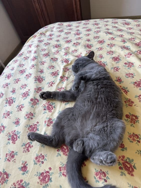 British Shorthair — 1