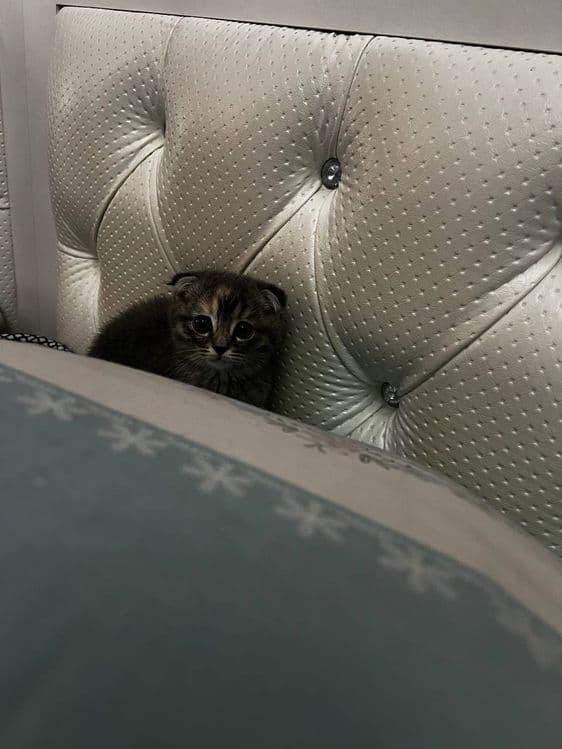 Кошка скоттиш фолд — 1