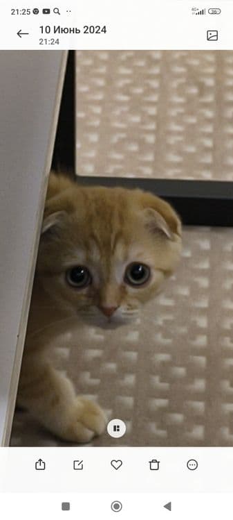 Висло ухий кот продоедся — 1