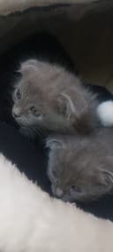 шотландский вислоухий котенок