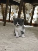 Продаётся котёнок вислоухий