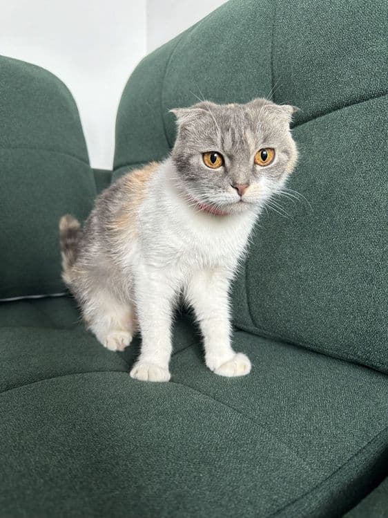 Продаётся кошка выслоухая — 1