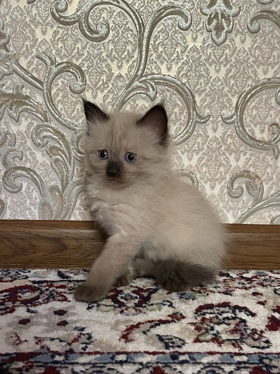 Mushuklar sotiladi. — 1