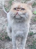 Persid mushigi vajuda zotor
