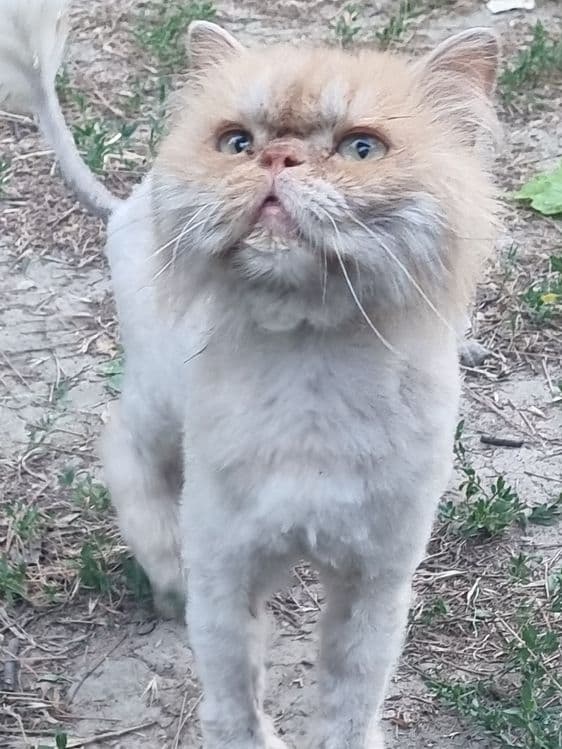 Persid mushigi vajuda zotor — 1