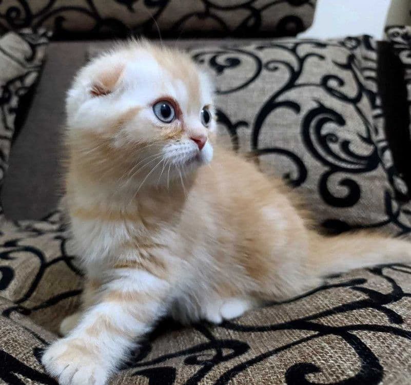 Продаются котятки — 1