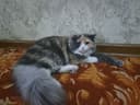 Продается котенок девочка