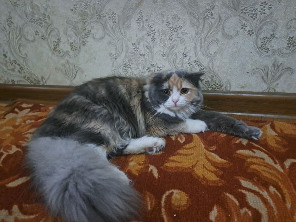 Продается котенок девочка — 1