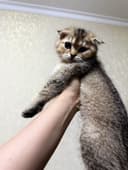 золотая шиншилла скоттиш фолд