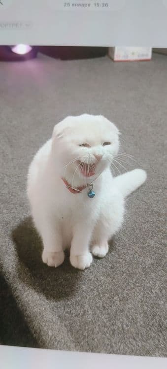 Продается кошечка 7 месяцев — 1