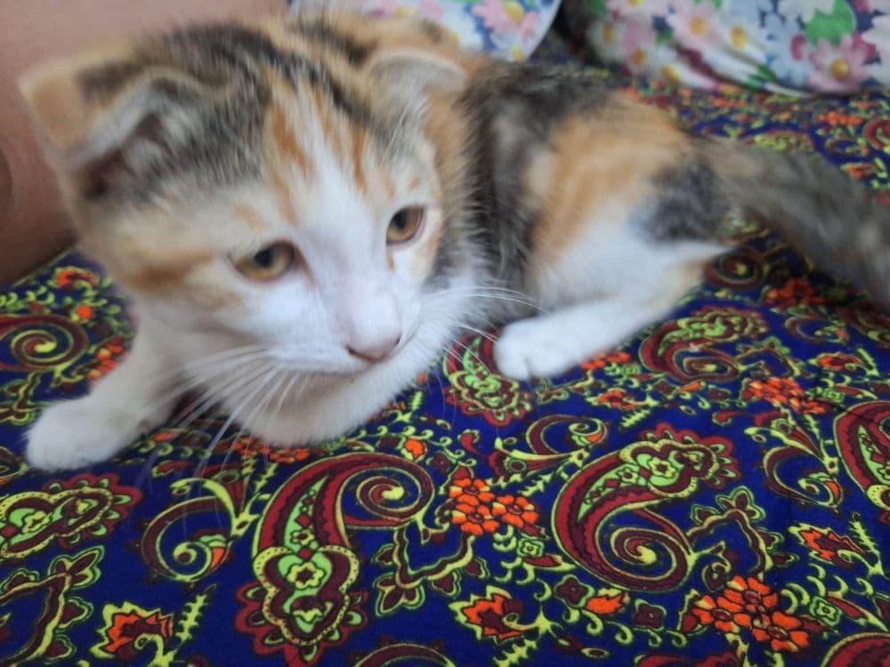 Продаётся Кошечка 3 месяца Скоттиш фолд . — 1