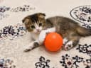 Scottish Fold / Scottish Straight/Котята