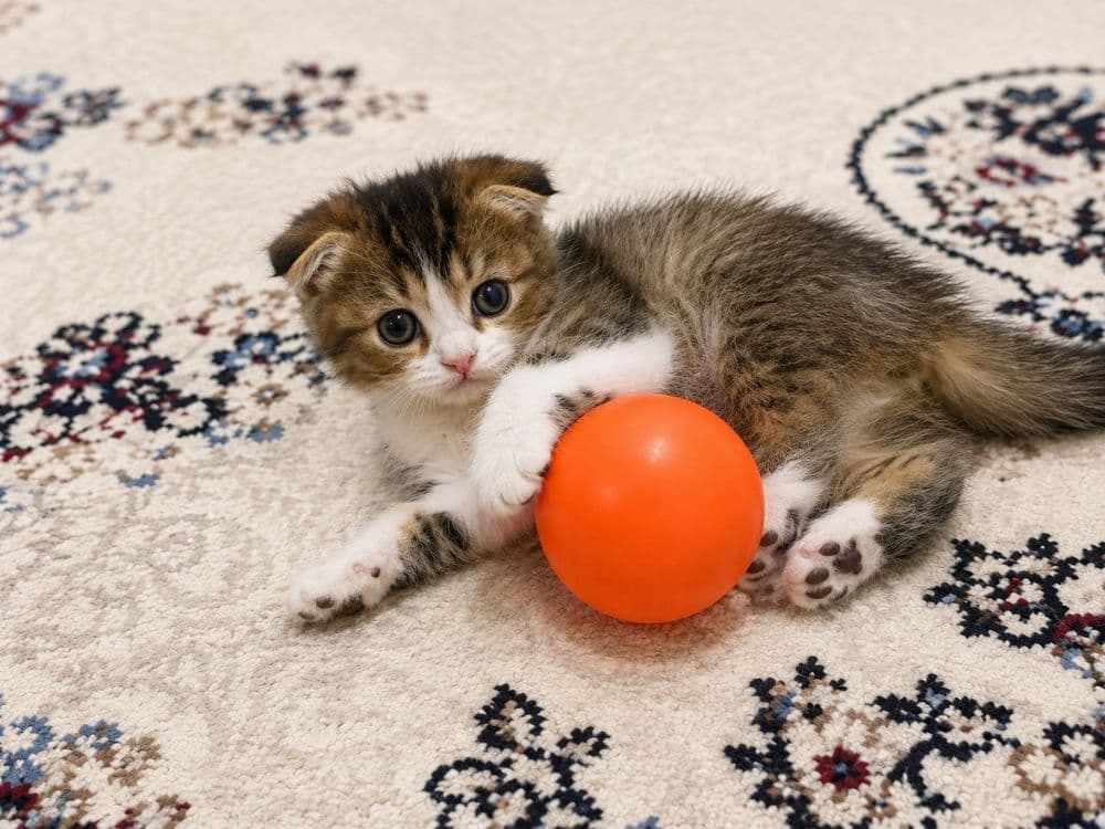 Scottish Fold / Scottish Straight/Котята — 1