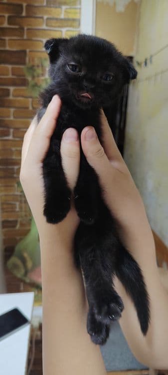Вислаухая кошка прадам — 1
