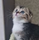 Продаются вислоухие котята