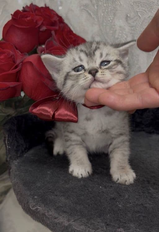 Шиншилла Мальчик, котенок 1,5 мес — 1