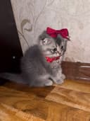 Scottish fold va Scottish straight