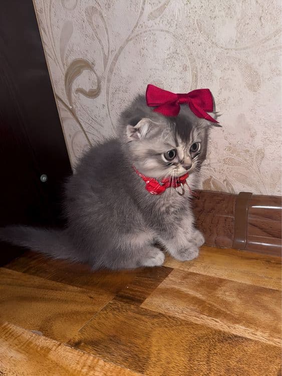 Scottish fold va Scottish straight — 1