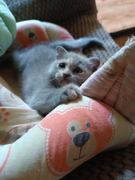Вислоухие котята — 1
