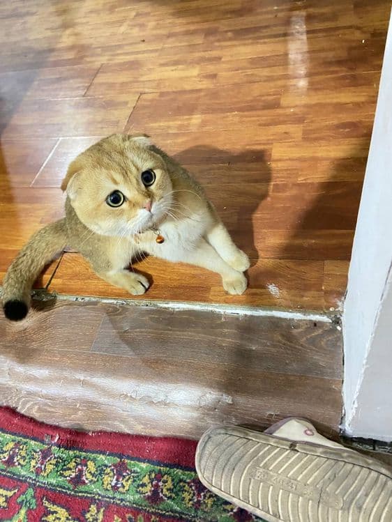 Scottish Fold Golden Shaded.Tozza zotdor mushuk — 1