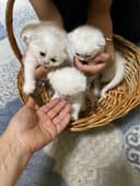 Шиншилла мушукла сотилади 2 ойли.
