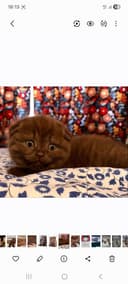 Скоттиш фолд чоко skotish fold choko yaxwilab uqing narxi bulishi