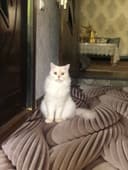 Британский скотиш страил