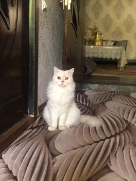 Британский скотиш страил — 1