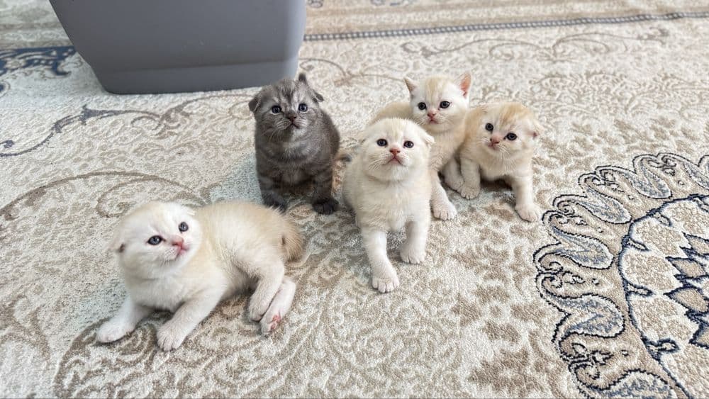 Мушуклар скоттиш фолд — 1