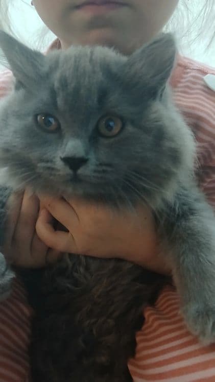 Mushuk British Longhair — 1