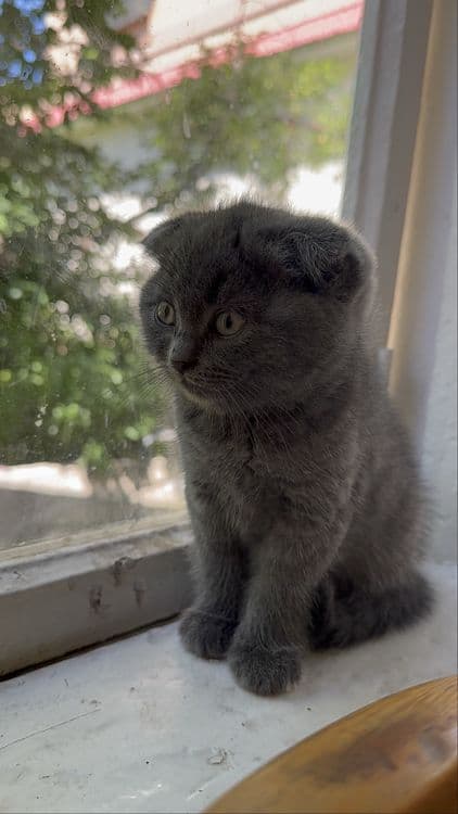 Scottish Fold 2 oylik oʻgʻil Qiz — 1