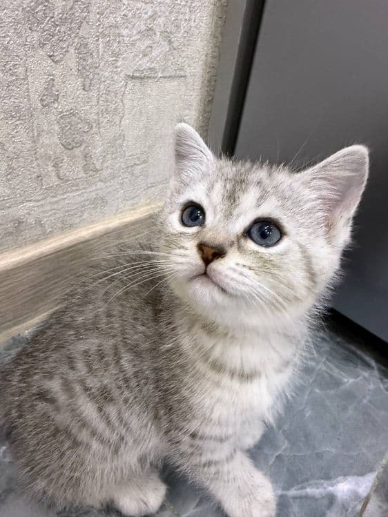 Продаются котята скоттиш страйт — 1