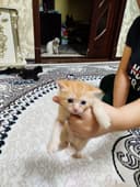 Сиямиский мушук боллари сотилади