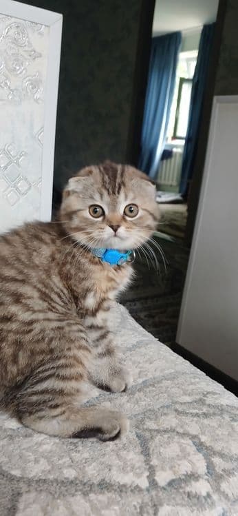 Продаетса катенок скотиш фолд — 1