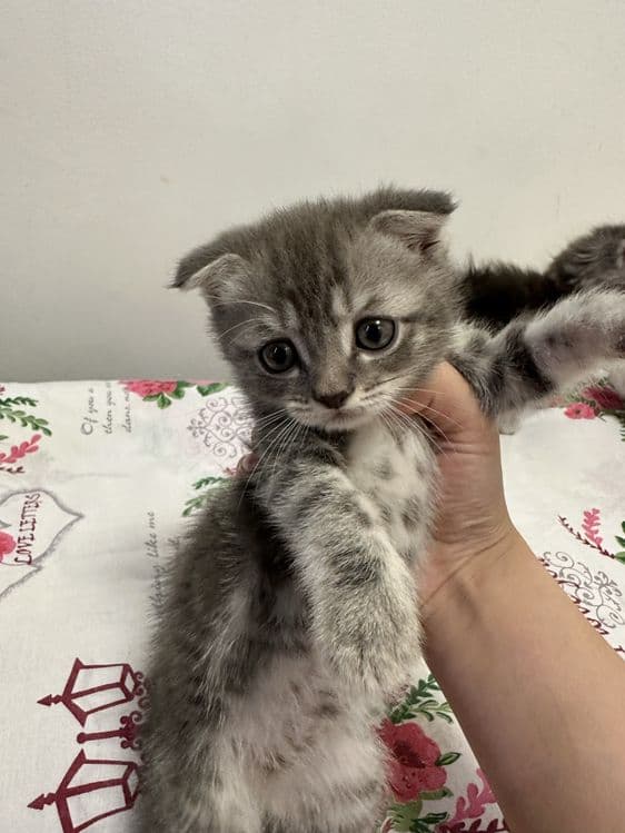 Продаёться кошка — 1
