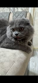Скотиш фолд манчикин кощка