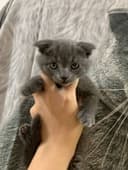 Продаются котята скоттиш фолд и скоттиш страйт